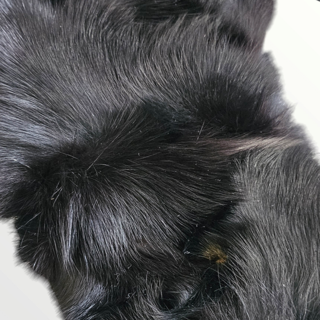 Black Fur Handbag