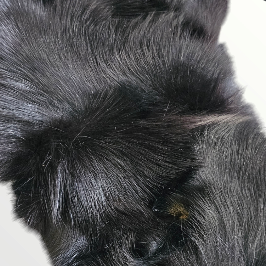 Black Fur Handbag